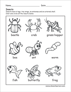 Insects identification preschool sheet Insects identification preschool sheet