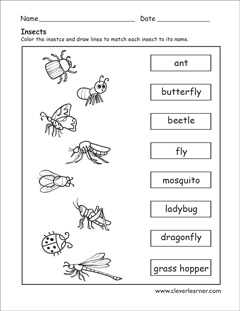 label the insects preschool worksheet label the insects preschool worksheet