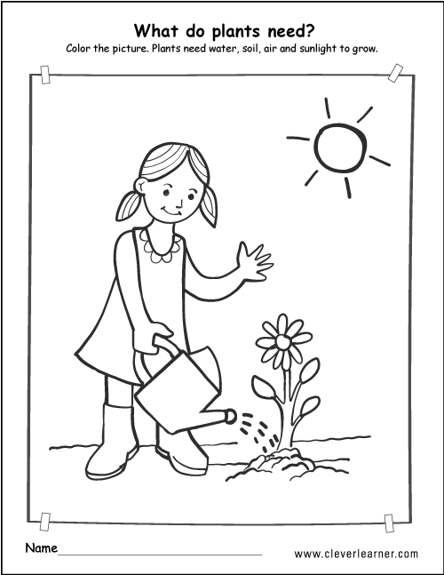 What do plants need to survive worksheets for preschools