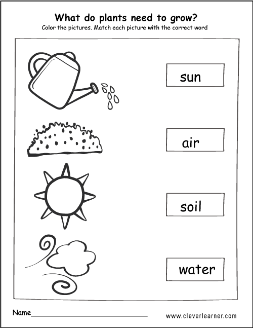 What do plants need to grow activity worksheet for children What do plants need to grow activity worksheet for children