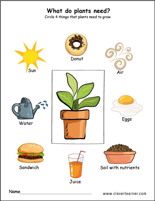 What plants need worksheet for children
