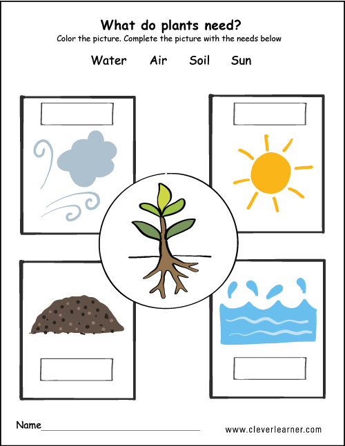 Plants need water air, soil and air kids Plants need water air, soil and air kids worksheet